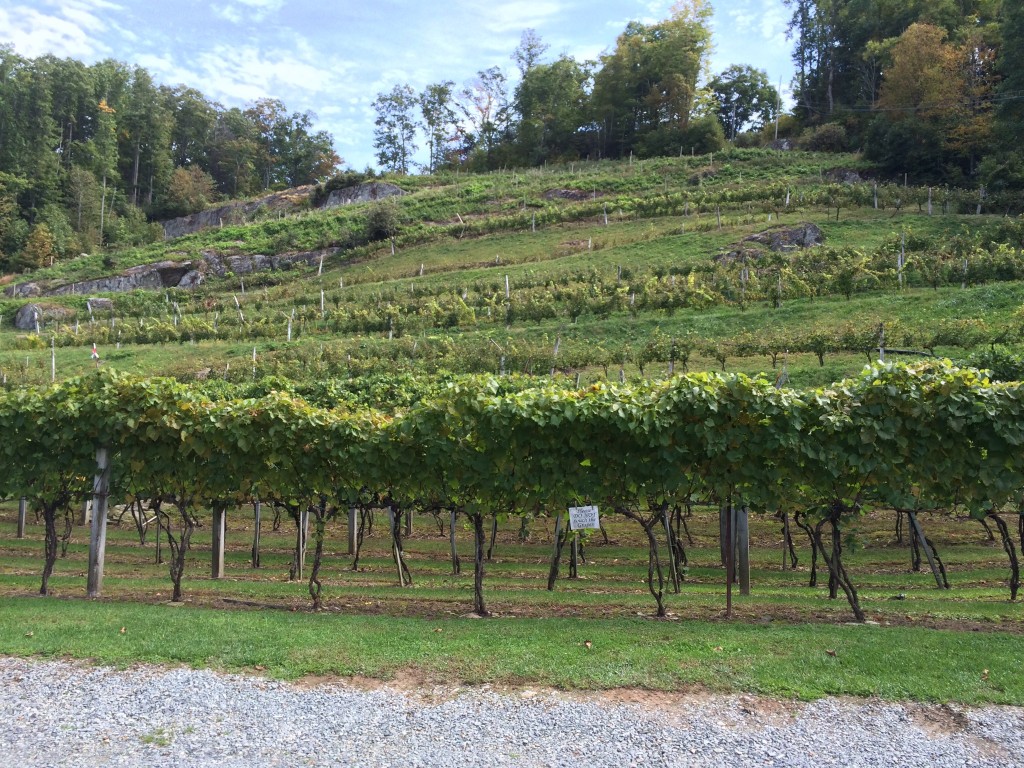 High Country Wineries - Grandfather Vineyard