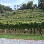High Country Wineries - Grandfather Vineyard