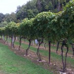 High Country Wineries - Grandfather Vineyard