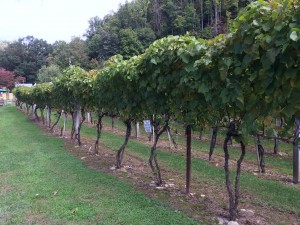High Country Wineries - Grandfather Vineyard