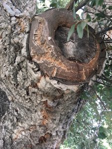 Cork tree up close!