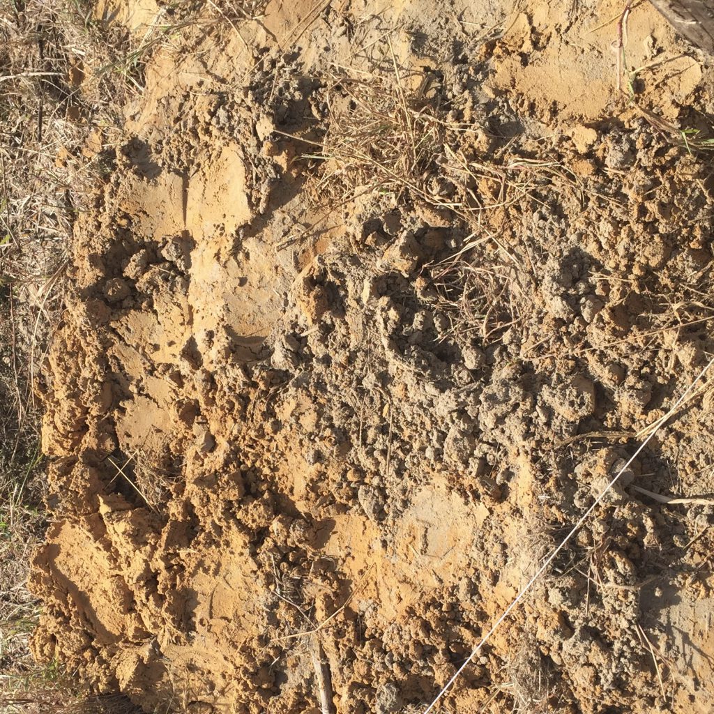 The sandy soils do a great job draining water. 