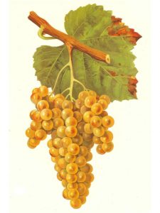 Petit Manseng grapes from Wikipedia. 