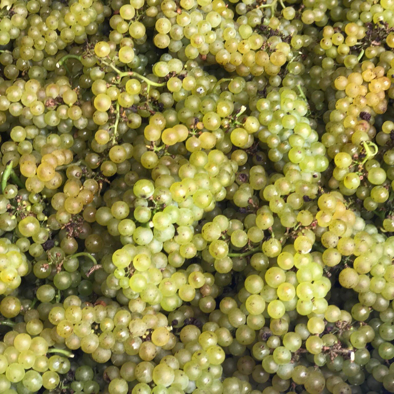 Vermentino grapes courtesy of Piccione Vineyards