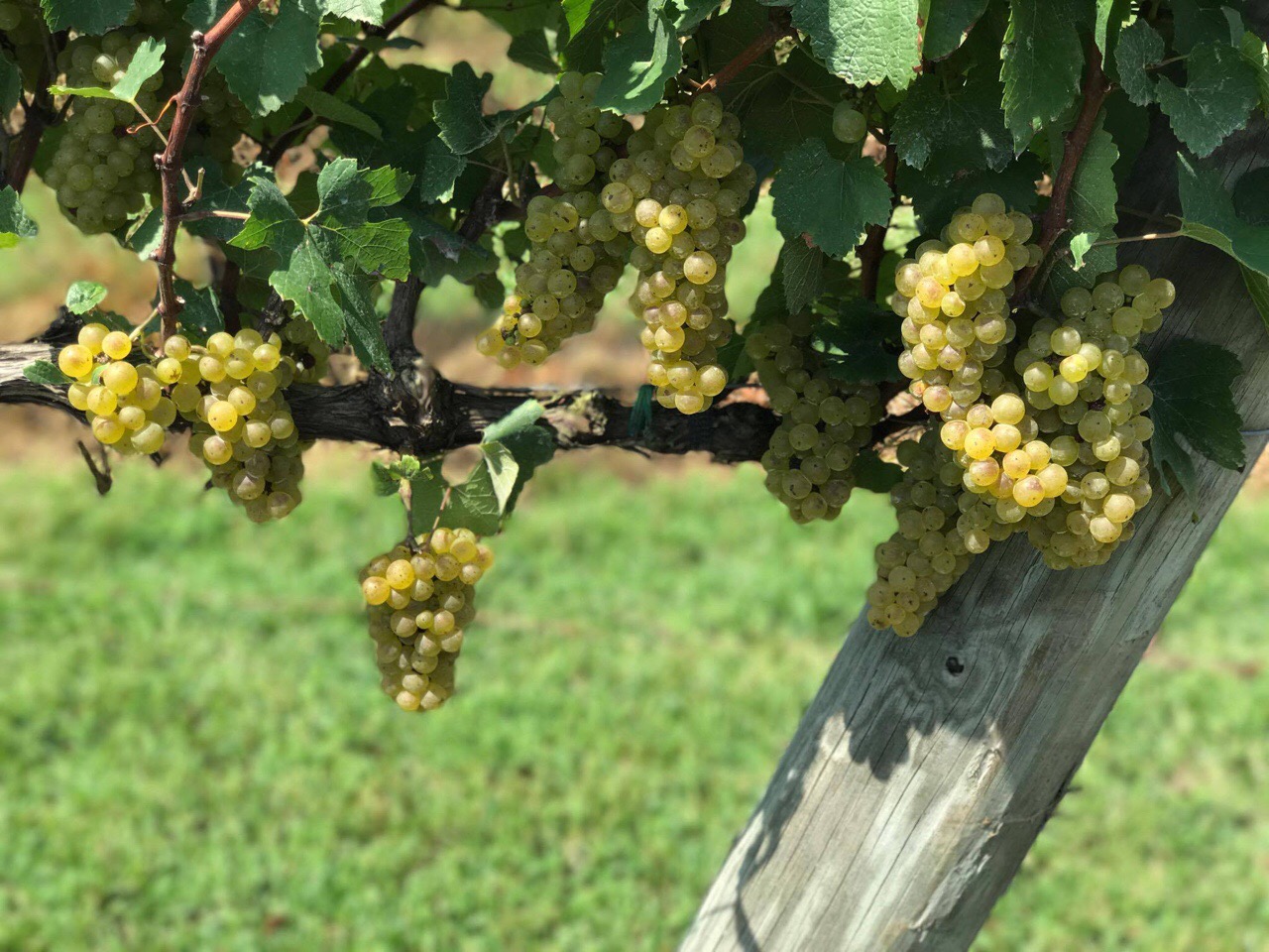 Vermentino grapes courtesy of Piccione Vineyards