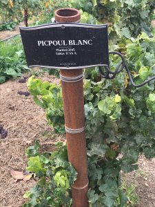 Picpoul Blanc