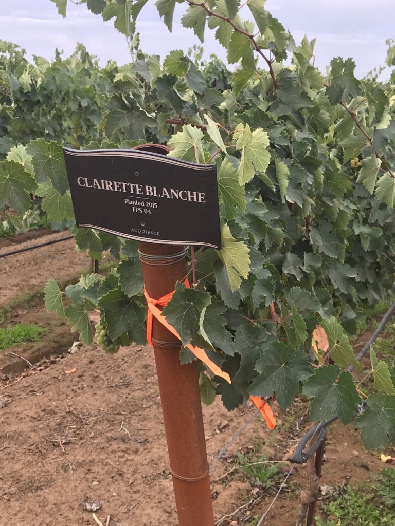 Clairette Blanche Vines at Acquiesce Winery