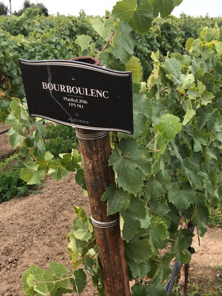Bourboulenc Vines at Acquiesce Winery