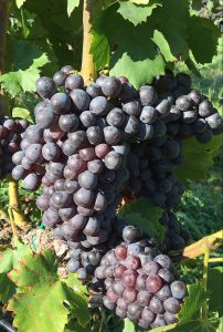 Grenache growing at Jones Von Drehle Vineyards and Winery