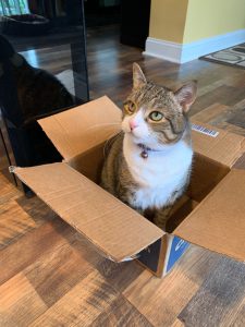 Sami the Wine Cat loves her boxes