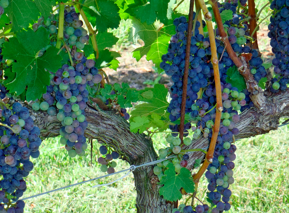 Merlot Growing at Laurel Gray Vineyards