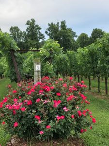 Merlot growing at Shadow Springs Vineyard - Hamptonville, NC