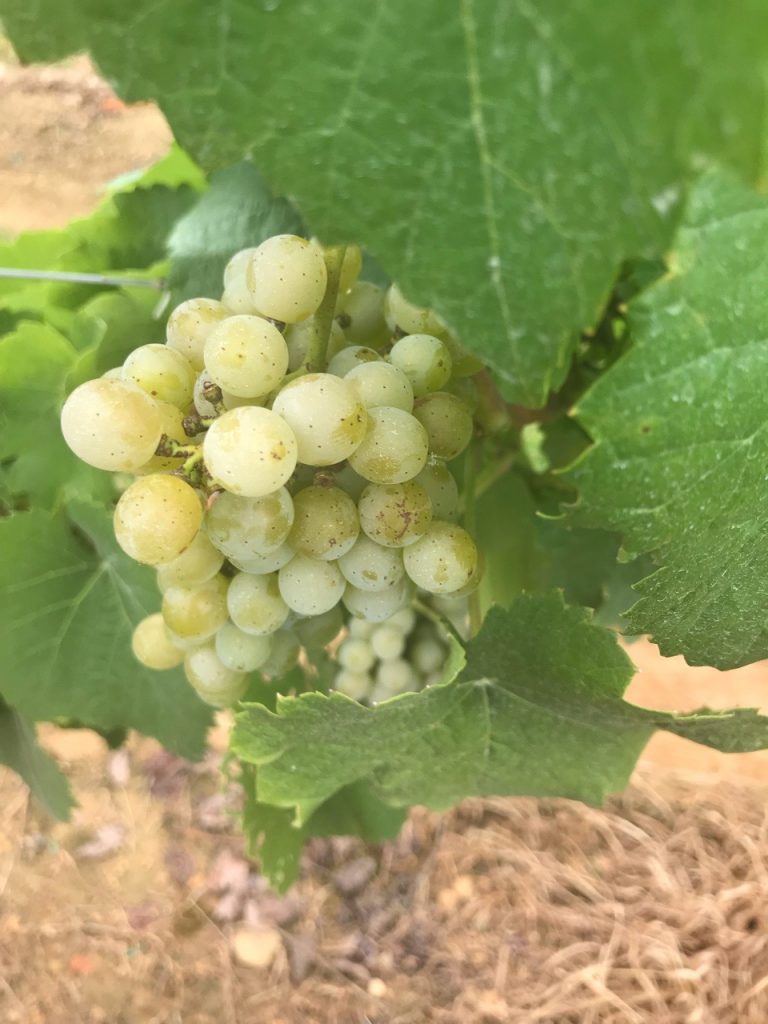 Grapes growing at Grove Winery - Gibsonville, NC