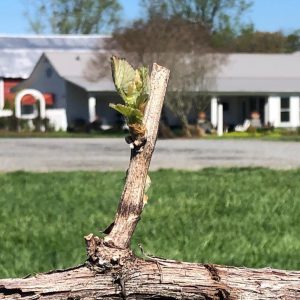 Budbreak at Laurel Gray Vineyards - Hamptonville, NC