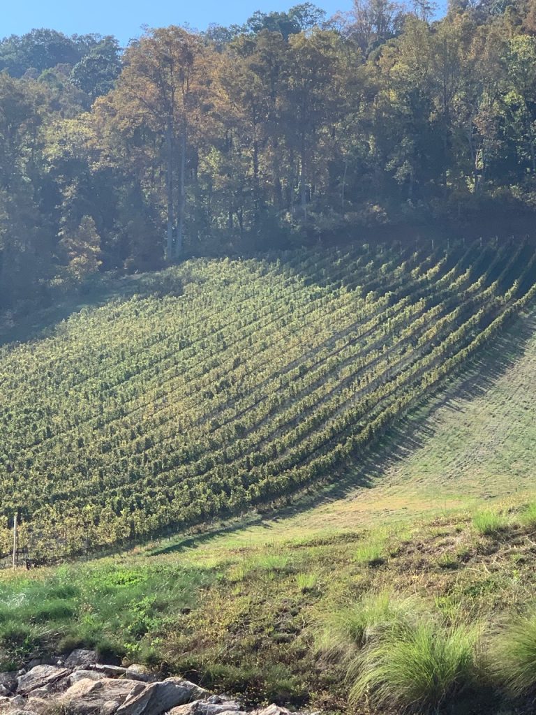 Stone Ashe Vineyards - Hendersonville, NC