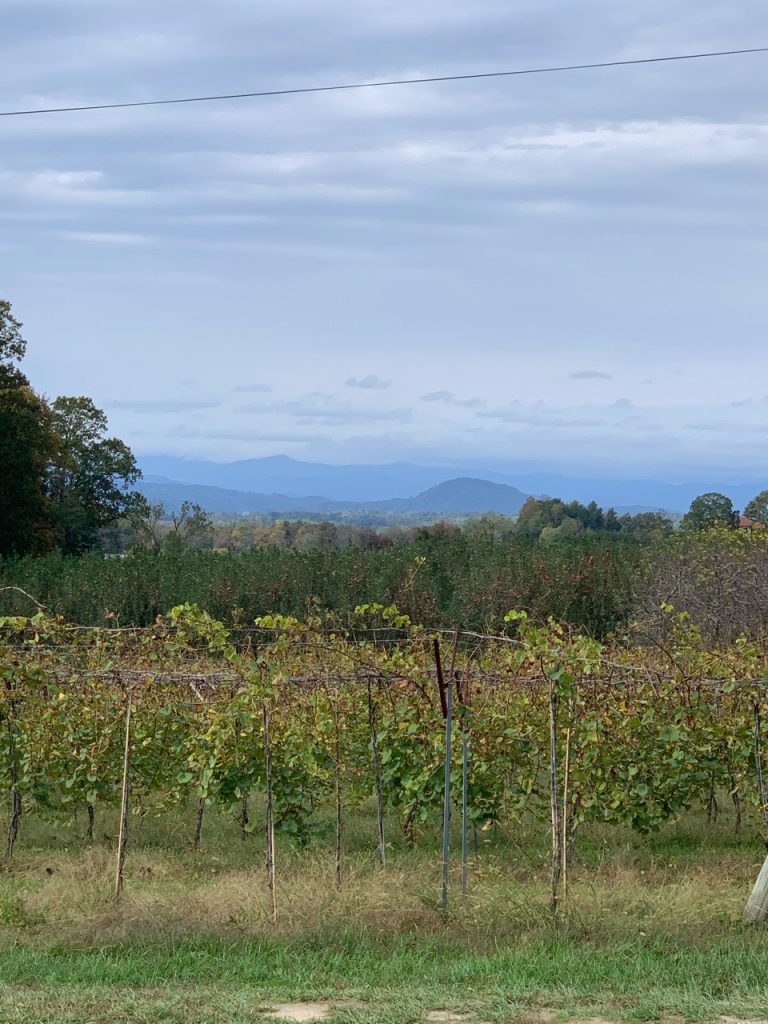 Vineyard and Blue Ridge at Marked Tree Vineyard - Flat Rock, NC