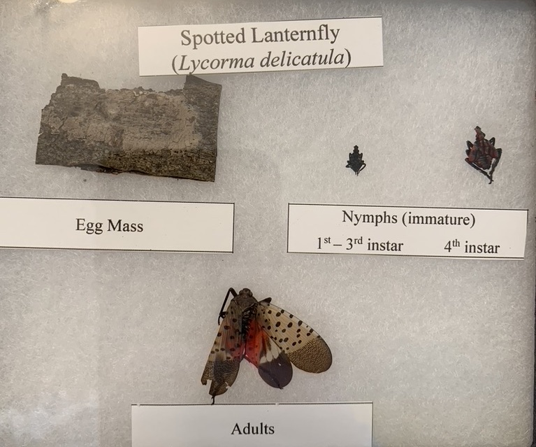 Spotted Lanternfly: A Vineyard Threat